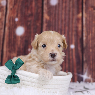 Custer - Available 12/31