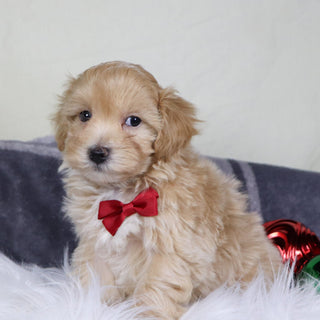 Custer - Available 12/31