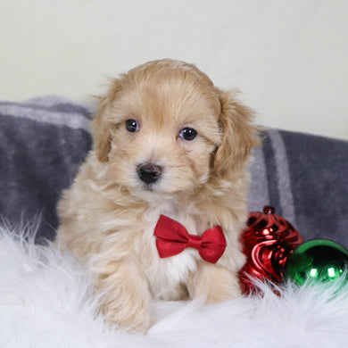 Custer - Available 12/31