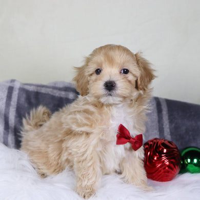 Custer - Available 12/31