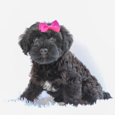 Daisy - Available Now