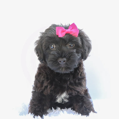 Daisy - Available Now