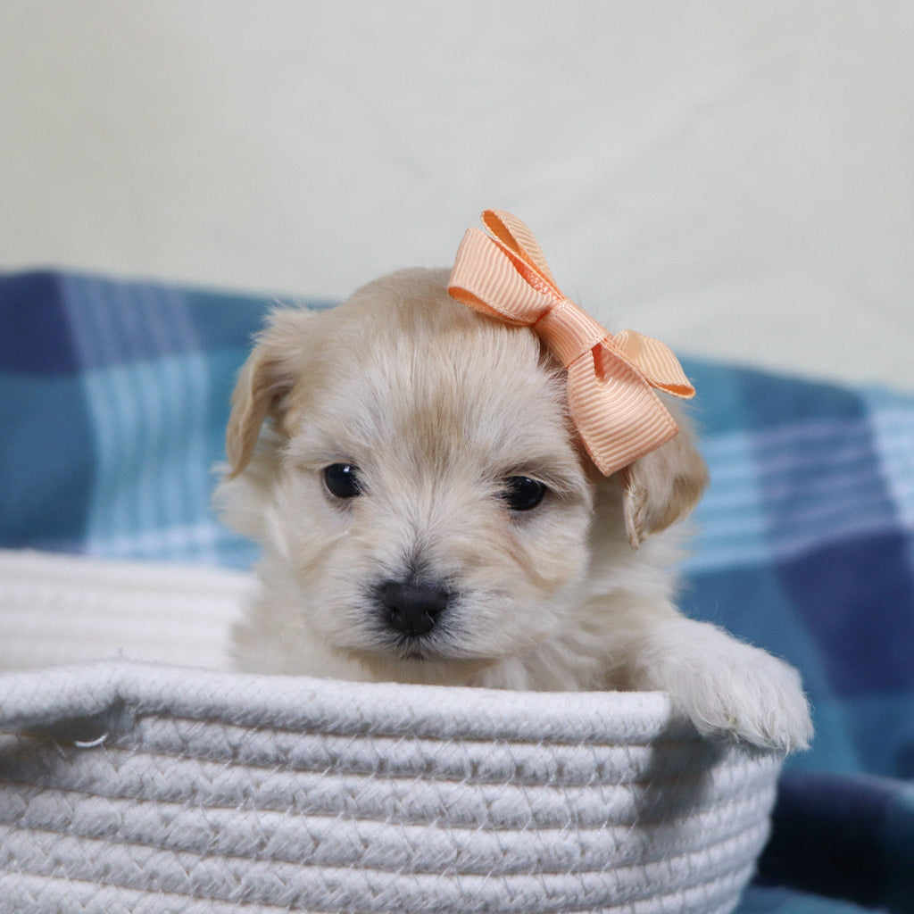 Dani - Available 2/11