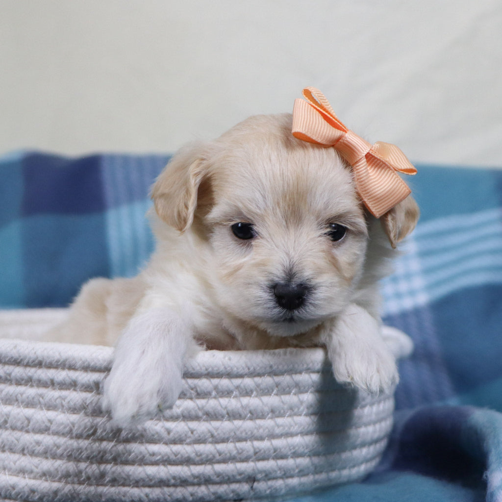 Dani - Available 2/11