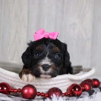 Dara - Available 1/8