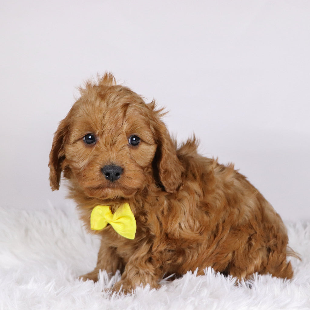 Daryl - available 11/19