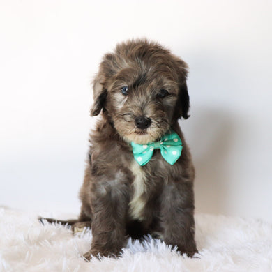 Davis - Available 8/20