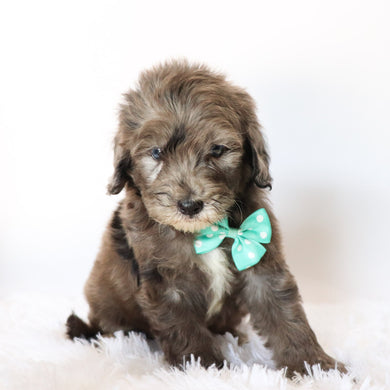 Davis - Available 8/20