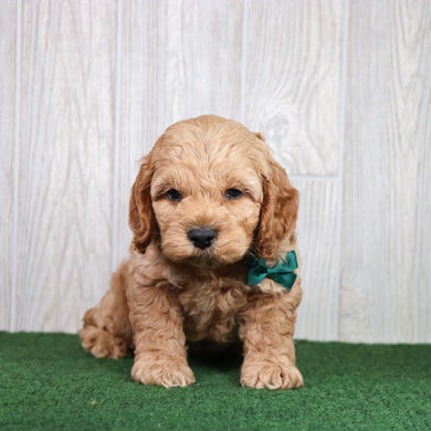 Dax - Available 5/28