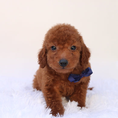 Dax - Available 9/24