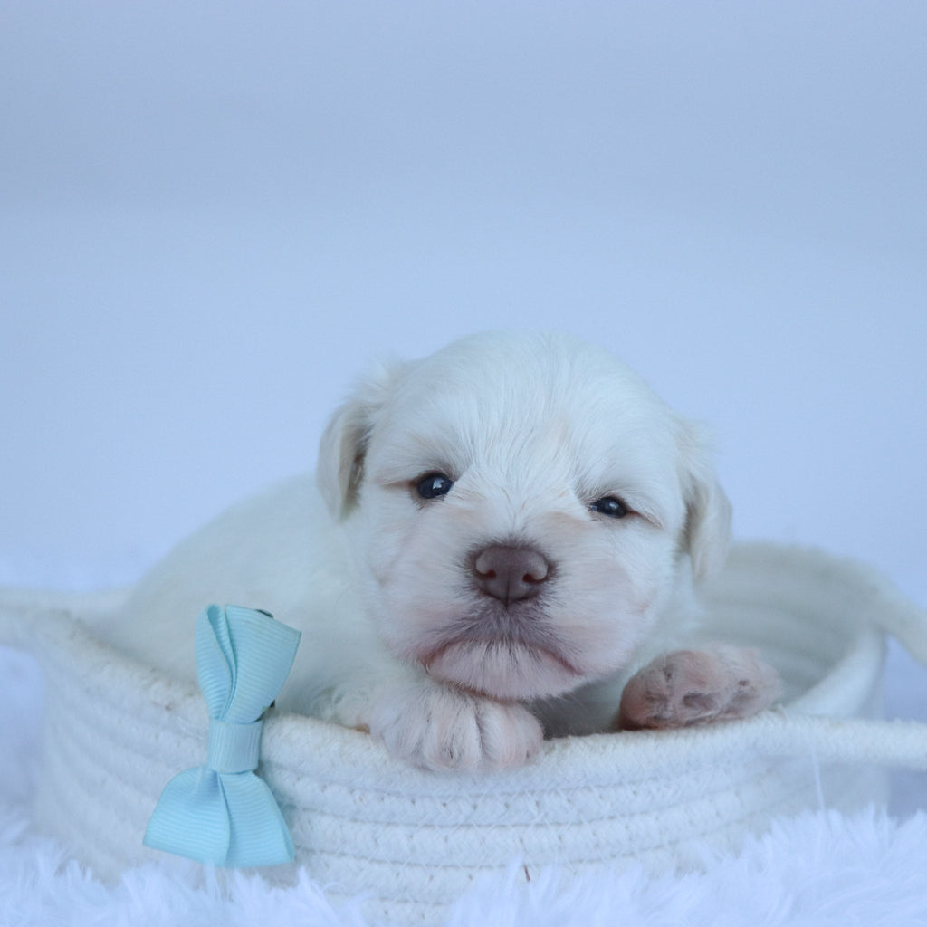 Delaware - Available 11/5