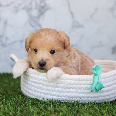 Dennis - Available 6/4