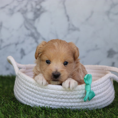 Dennis - Available 6/4
