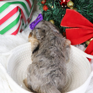 Desiree - Available 1/21