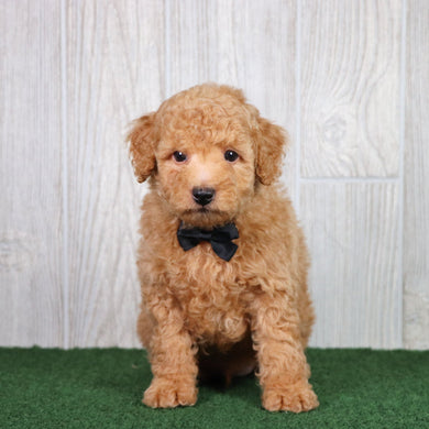 Diego - Available 5/28