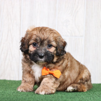 Django - Available 5/28