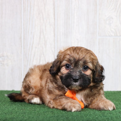 Django - Available 5/28