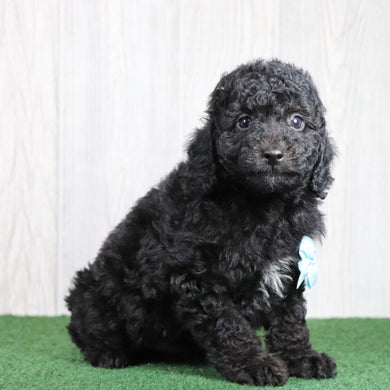 Dobby - Available 5/28