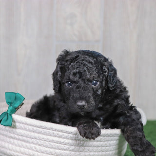 Dobby - Available 5/28