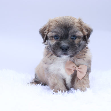 Dodge - Available 9/10