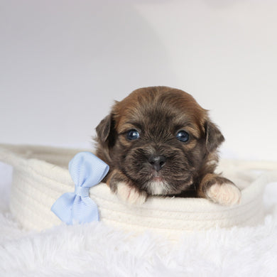 Dodge - Available 9/10
