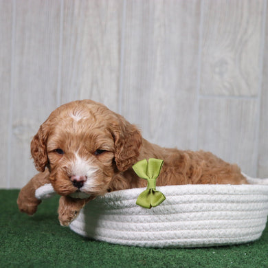 Dodger - Available 5/28