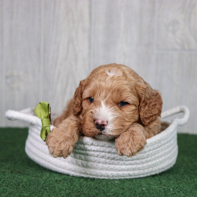 Dodger - Available 5/28