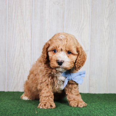 Dodger - Available 5/28