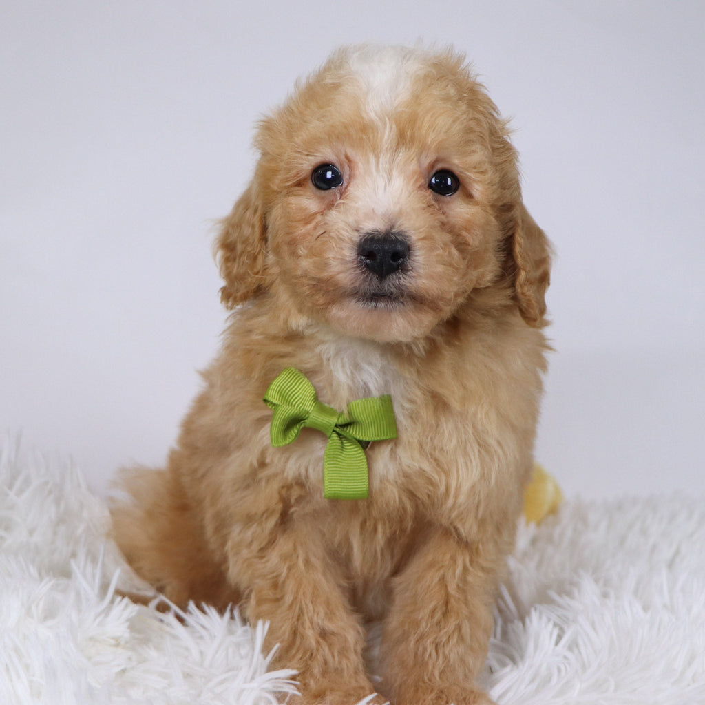 Drake - Available 11/26