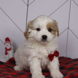 Dublin - Available 1/8