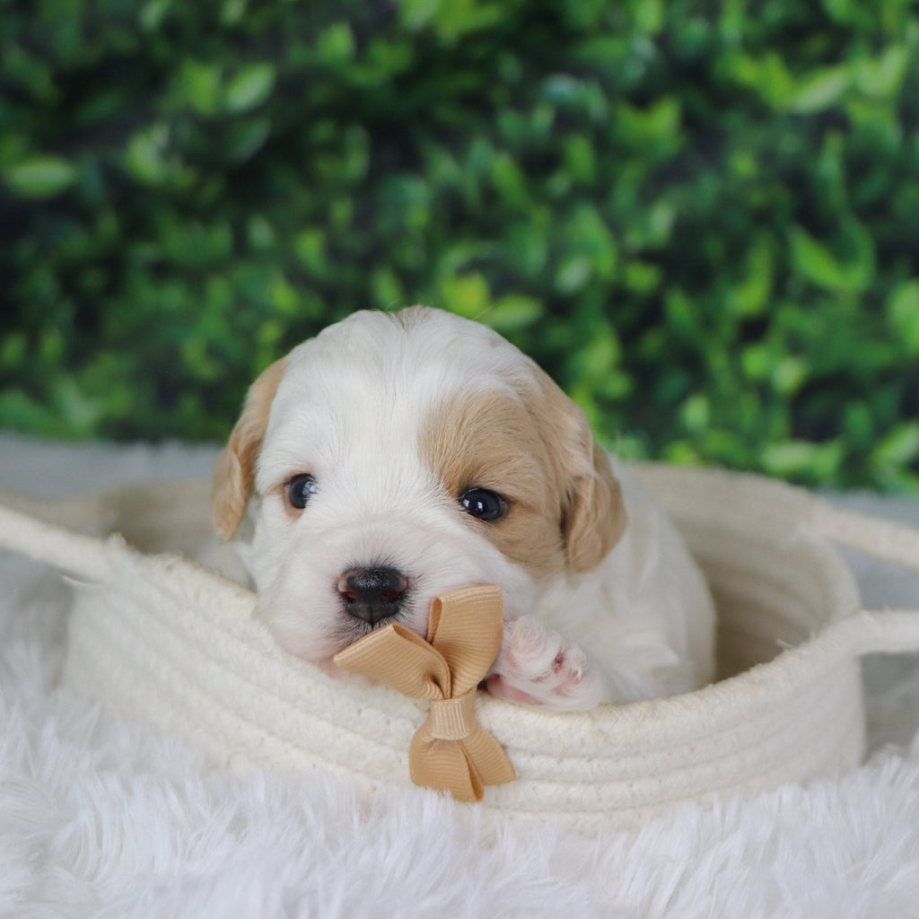 Dublin - Available 1/8