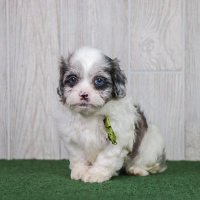 Dusty - Available 5/28