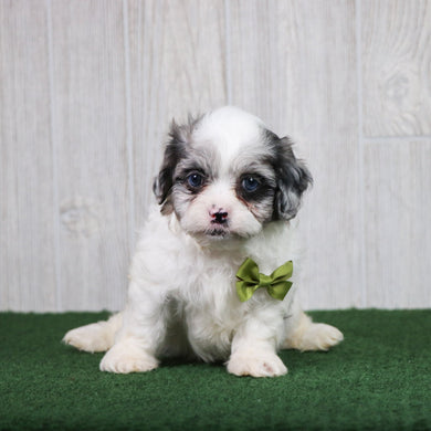 Dusty - Available 5/28