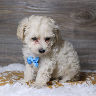 Dylan - Available 12/3