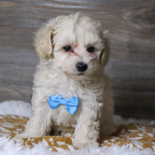 Dylan - Available 12/3