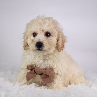 Eddie - Available 10/9