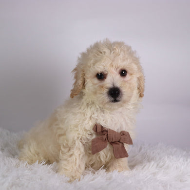 Eddie - Available 10/9