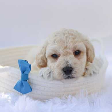 Eddie - Available 10/7