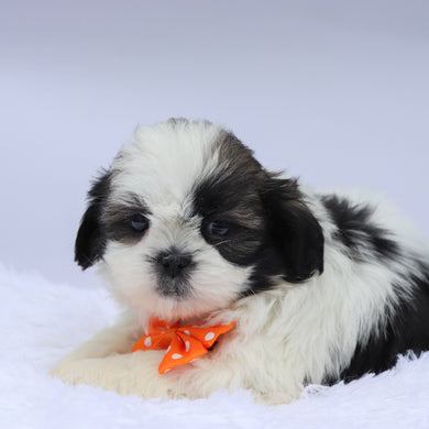 Edwin - Available 9/10