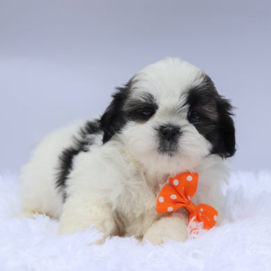 Edwin - Available 9/10