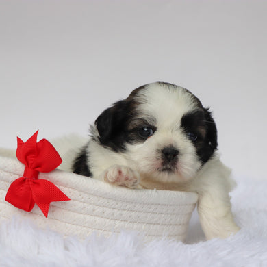 Edwin - Available 9/10