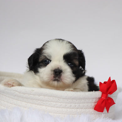 Edwin - Available 9/10