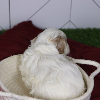 Elli - Available 1/14