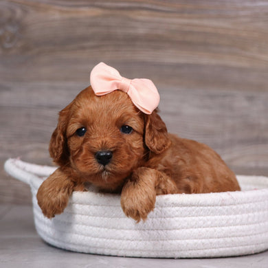 Elsa - Available 5/28
