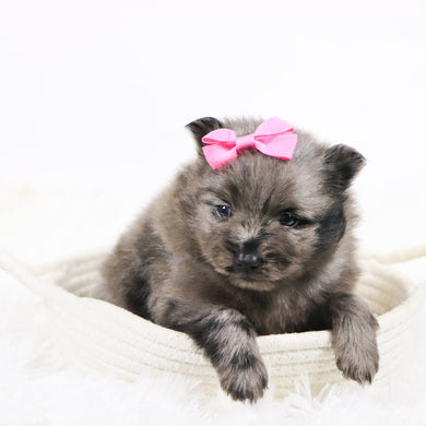 Elsa - Available 11/18