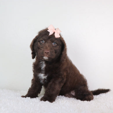 Emerson - Available 4/30