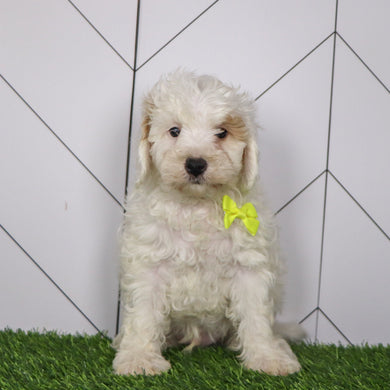 Emmitt - Available 1/15