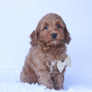 Enzo - Available 9/24