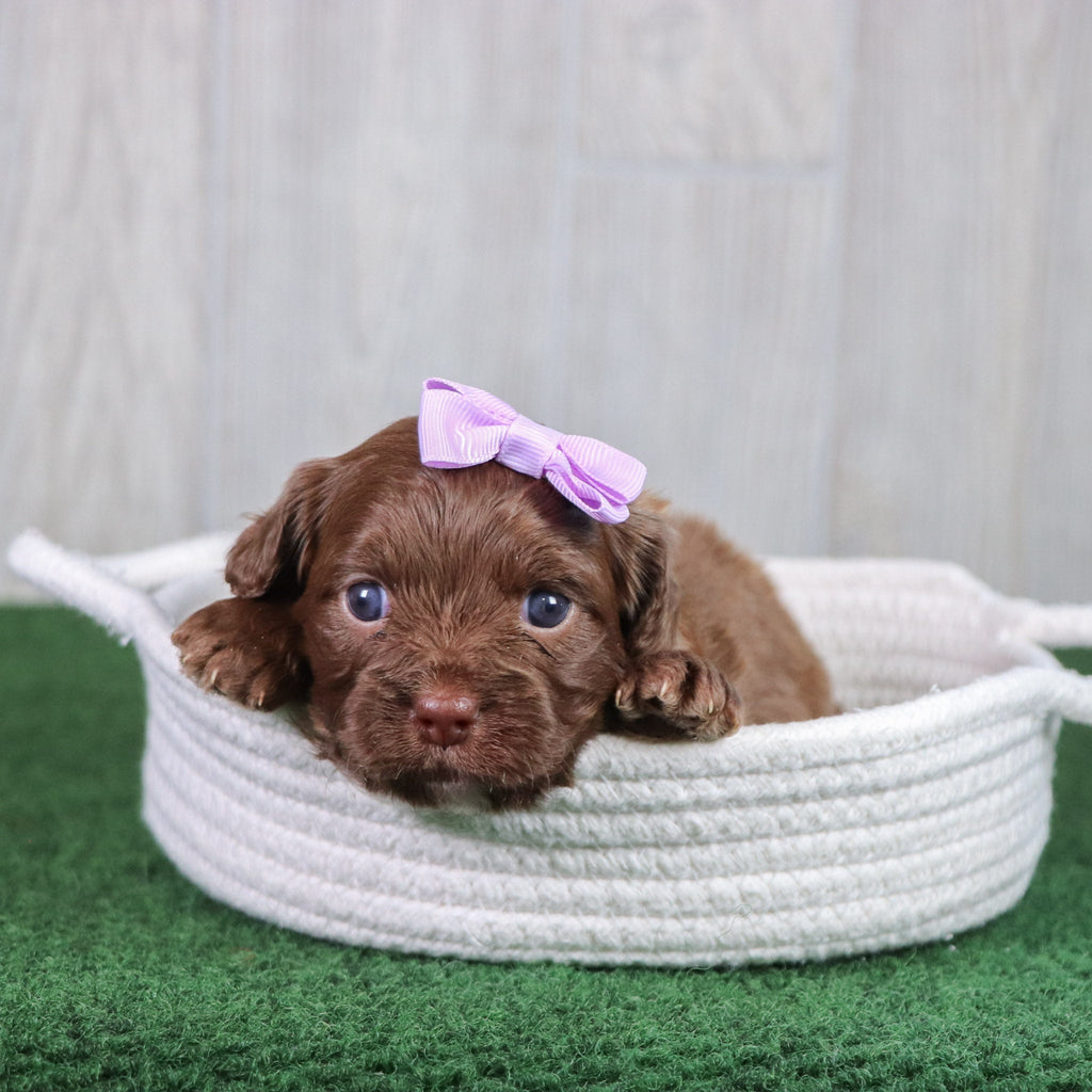 Esther - Available 5/28