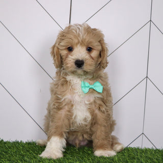 Everest - Available Now